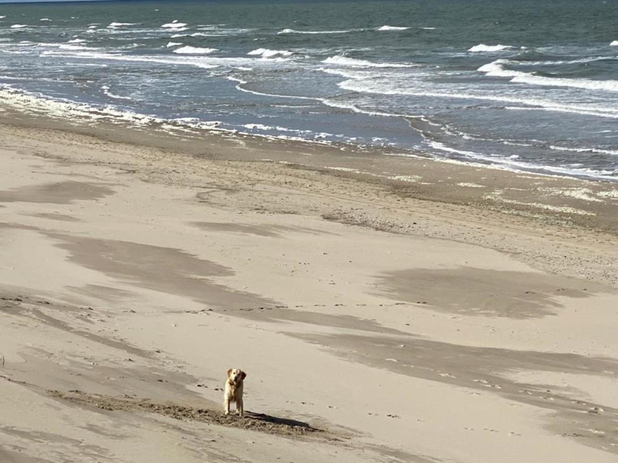 Natur Pur, O4 Neues Ferienhaus Natureingebunden, Familien- Und Hundefreundlich Eingezaeunt Callantsoog Εξωτερικό φωτογραφία